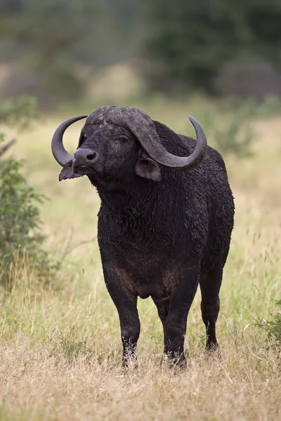 Buffalo bull — Stock fotografie