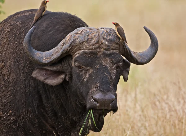 Buffallo — Stockfoto