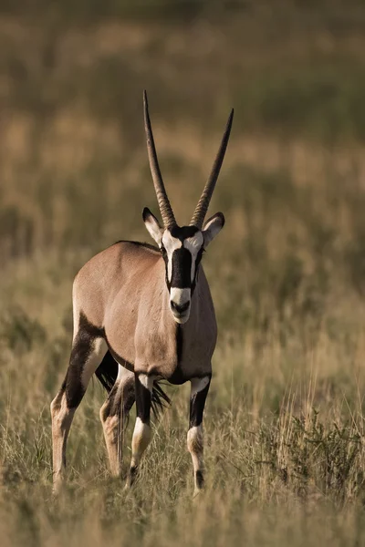 Oryx gazella — Stock fotografie