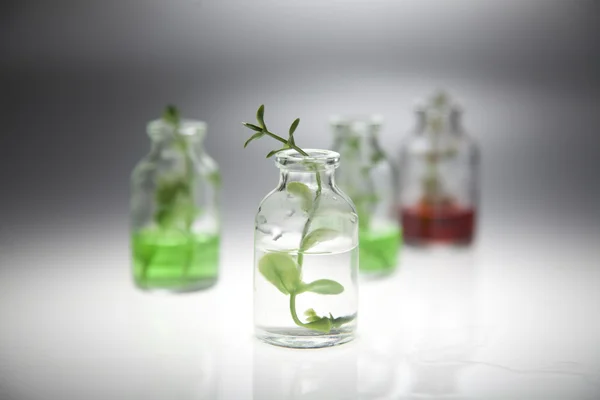 Small bottle with a green branch on a white table — Stock Photo, Image