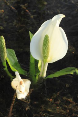 lysichiton camtschatcensis, Japonya