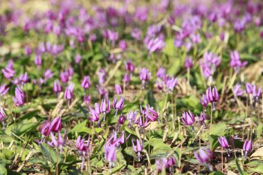 Katakuri (Erythronium japonicum)