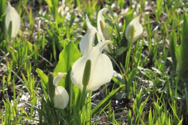 lysichiton camtschatcensis, Japonya