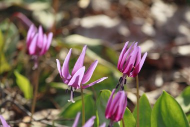 Katakuri (Erythronium japonicum)