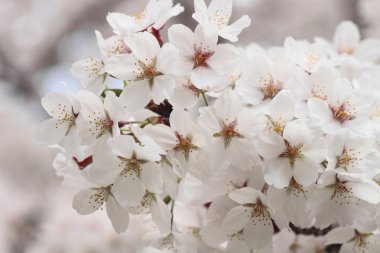 Cherry blossom in Kakunodate clipart