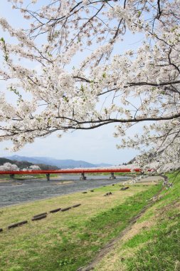 Cherry blossom in Kakunodate clipart