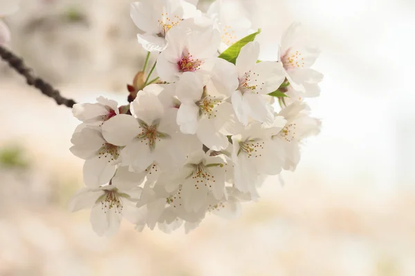 Cherry blossom in Kakunodate — Stock Photo, Image