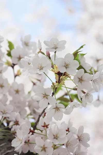 Flor de cerezo en Kakunodate —  Fotos de Stock