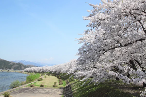 Cherry blossom Kakunodate — Stock Fotó