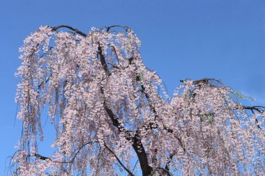 tam bloomed kiraz çiçekleri