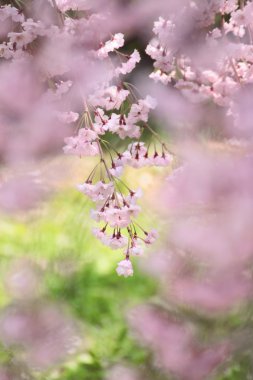 tam bloomed kiraz çiçekleri