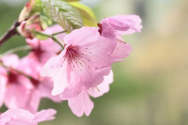 tam bloomed kiraz çiçekleri