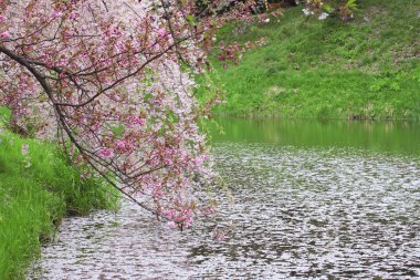 tam bloomed kiraz çiçekleri