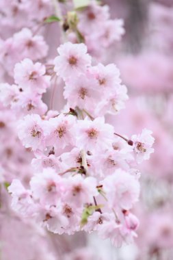 tam bloomed kiraz çiçekleri