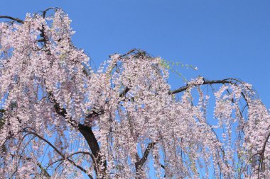 tam bloomed kiraz çiçekleri