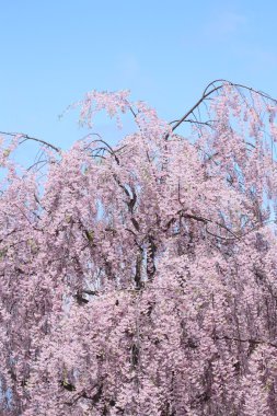 tam bloomed kiraz çiçekleri