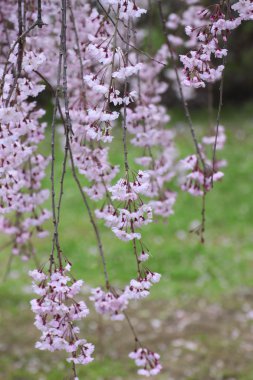 tam bloomed kiraz çiçekleri