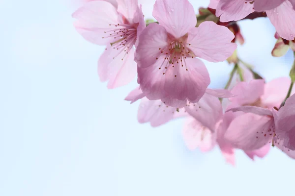 stock image Full bloomed cherry blossoms