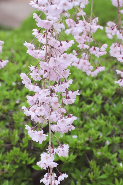 stock image Full bloomed cherry blossoms