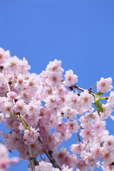 Pieni fiori di ciliegio fioriti — Foto Stock