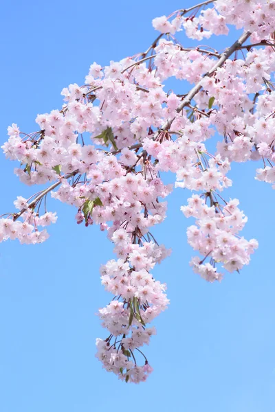 Volledige bloeide kersenbloesem — Stockfoto