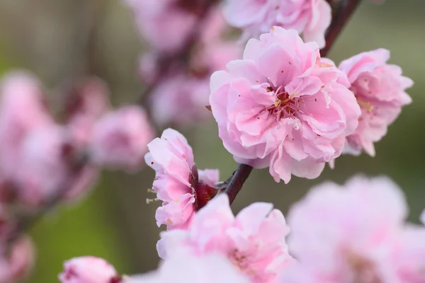 Peach flowers — Stock Photo, Image