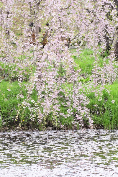 stock image Full bloomed cherry blossoms