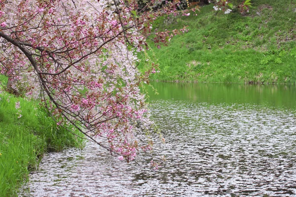 전체 피어 벚꽃 — 스톡 사진