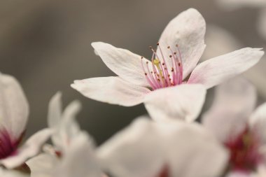 tam bloomed kiraz çiçekleri