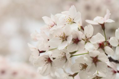 tam bloomed kiraz çiçekleri