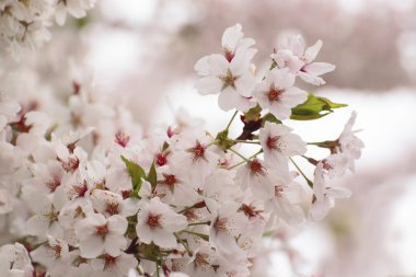 tam bloomed kiraz çiçekleri