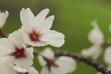 tam bloomed kiraz çiçekleri