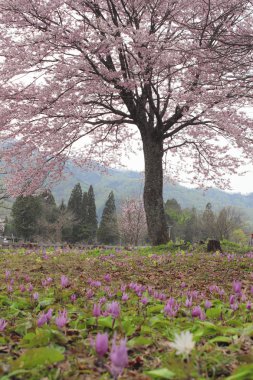 Katakuri (Erythronium japonicum)