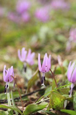 Katakuri (Erythronium japonicum)