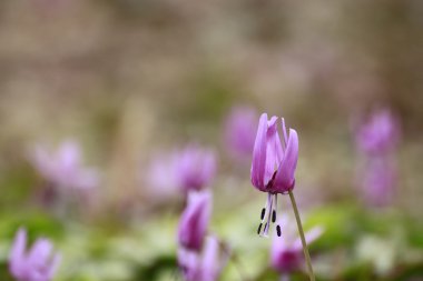 Katakuri (Erythronium japonicum)