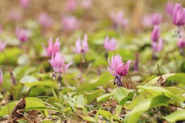 Katakuri (Erythronium japonicum)