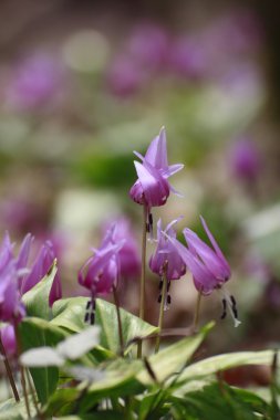 Katakuri (Erythronium japonicum)