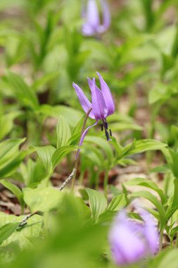 Katakuri (Erythronium japonicum)