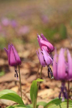 Katakuri (Erythronium japonicum)