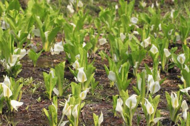 lysichiton camtschatcensis, Japonya