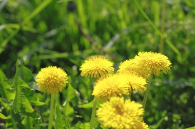 Yellow dandelions (taraxacum officinale) clipart