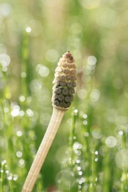 Equisetum arvense