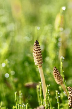 Equisetum arvense