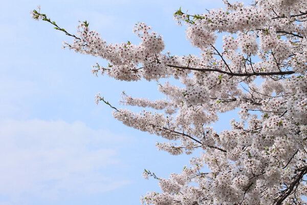 Full bloomed cherry blossoms in Hirosaki park