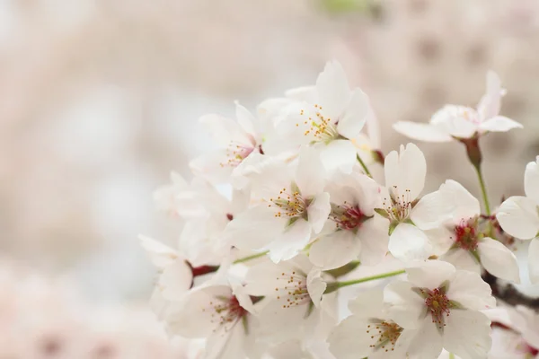 Flores de cerezo florecidas —  Fotos de Stock