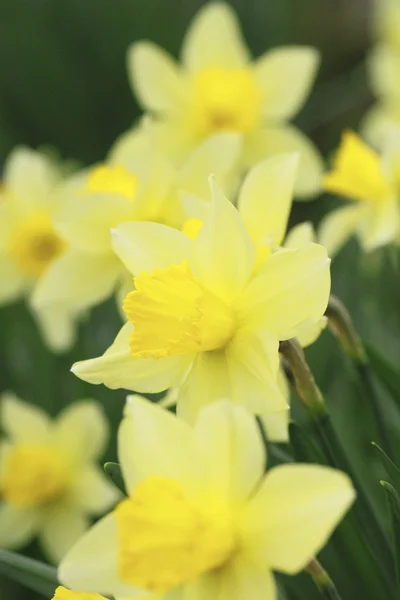 Fiori gialli narciso — Foto Stock