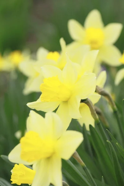 Flores amarelas narciso — Fotografia de Stock