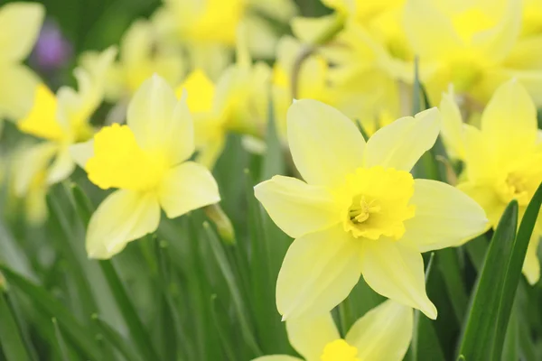 Flores amarillas narcisas — Foto de Stock