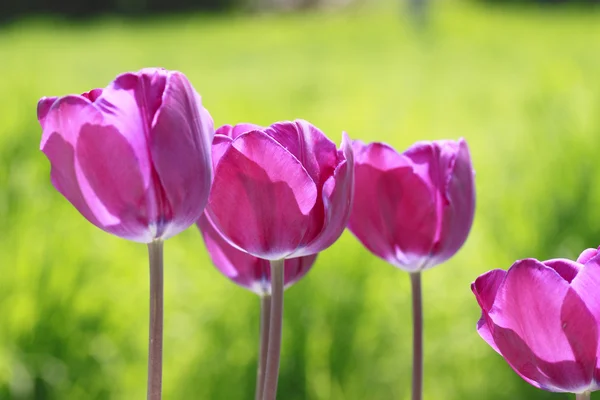 Krásné kvetoucí Tulipán — Stock fotografie