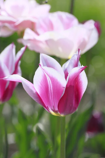 Bonita tulipa florescente — Fotografia de Stock